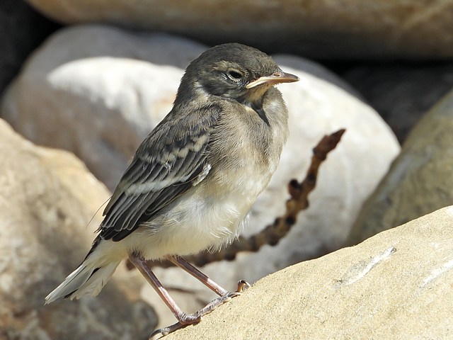 Jeune bergeronnette grise