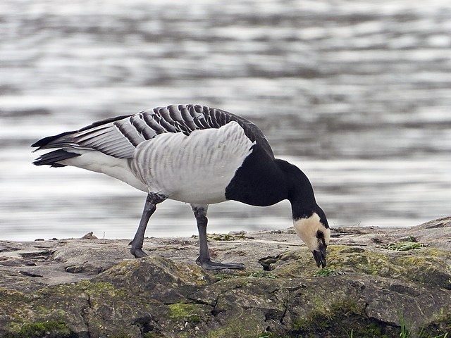 Bernache nonnette, branta leucopsis
