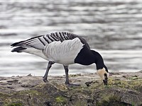 Bernache nonnette, branta leucopsis