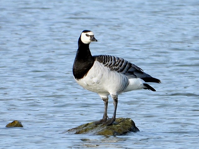 Bernache nonnette, branta leucopsis