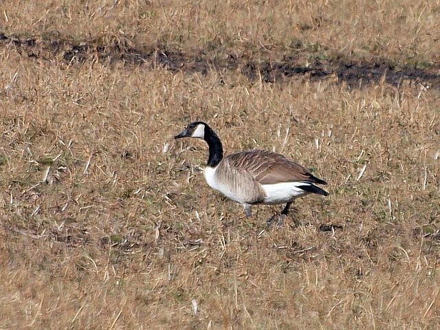 Bernache du Canada, branta canadensis