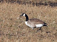 Bernache du Canada, branta canadensis