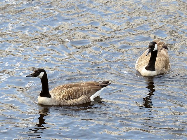 Bernache du Canada, branta canadensis
