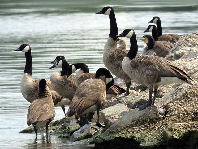 Bernache du Canada, branta canadensis
