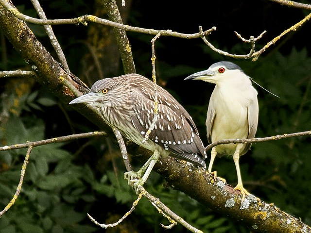 Bihoreaux juvnile et adulte