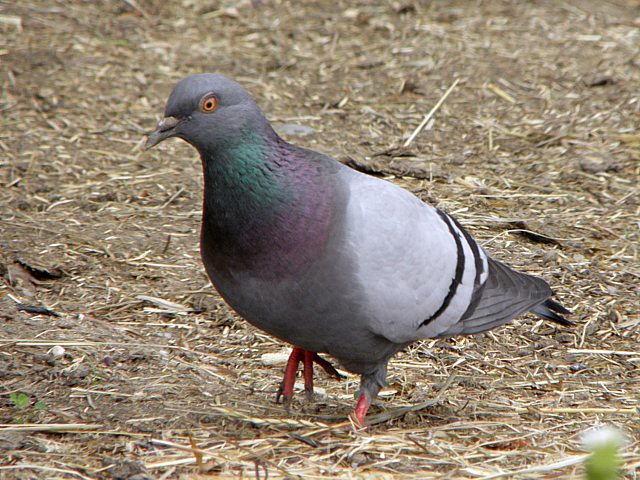 Pigeon biset, columba livia