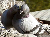 Couple de pigeons biset