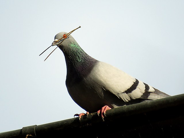 Pigeon biset