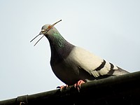 Pigeon biset