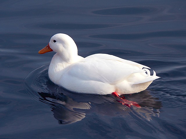 Canard blanc