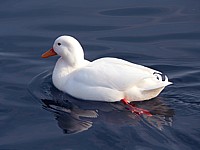 Canard blanc