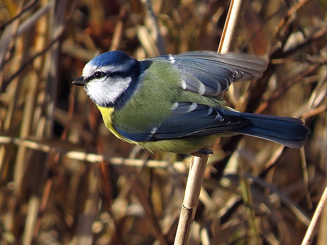 Msange bleue, parus caerulus