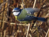 Mésange bleue, parus caerulus