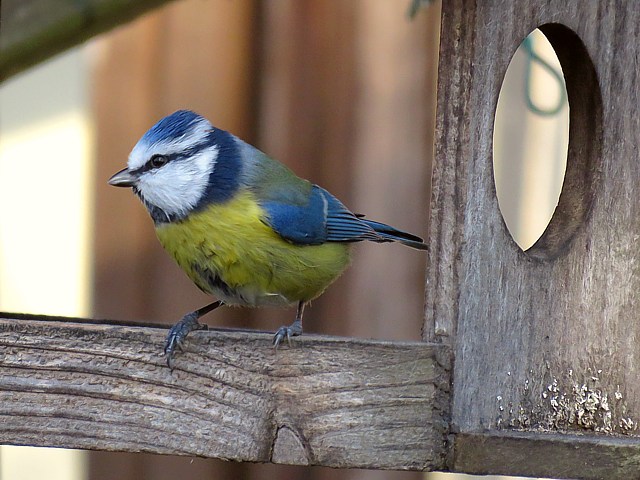 Mésange bleue, parus caerulus