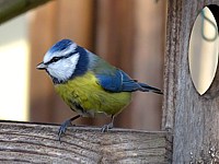 Mésange bleue, parus caerulus