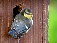 Jeune mésange bleue