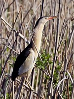 Blongios nain, ixobrychus minutus