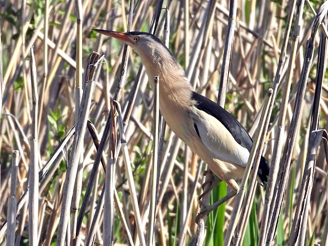 Blongios nain, ixobrychus minutus