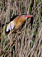 Blongios nain en plumage nuptial