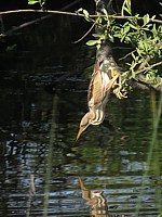 Blongios femelle à la pêche