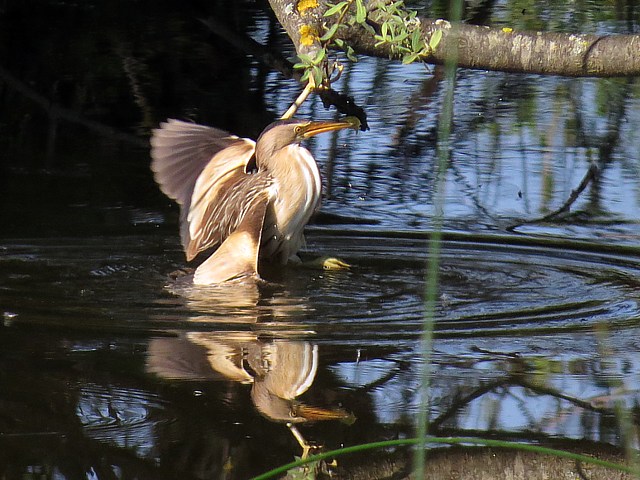 Blongios nain, ixobrychus minutus
