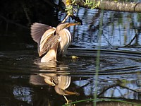 Blongios nain à la pêche