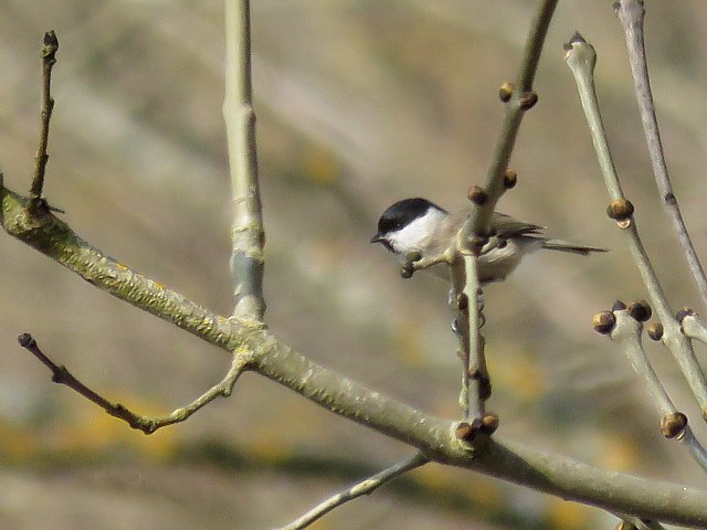 Msange borale, parus montanus