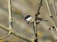 Mésange boréale, parus montanus