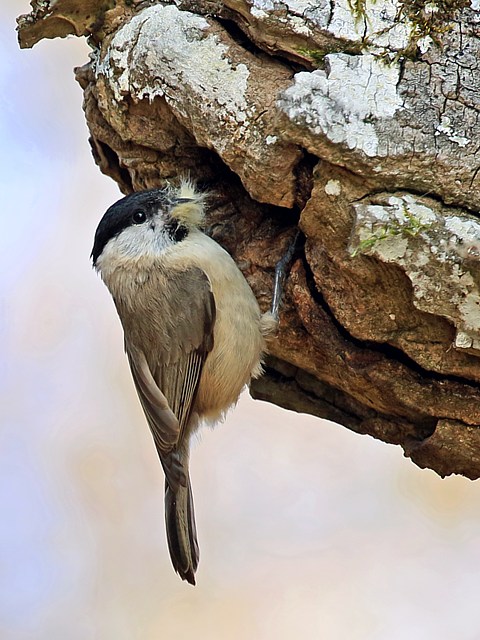 Msange borale, parus montanus