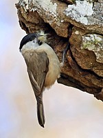 Mésange boréale, mésange des saules