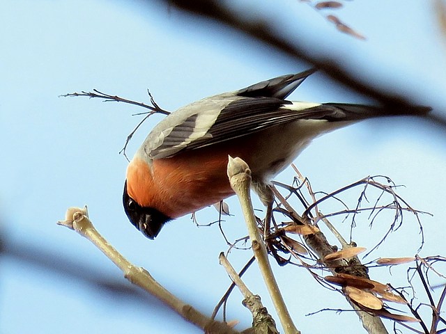 Bouvreuil en hiver