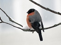 Bouvreuil en hiver