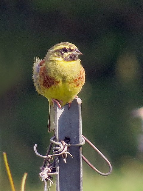 Bruant zizi, emberiza cirlus