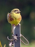 Bruant zizi, emberiza cirlus