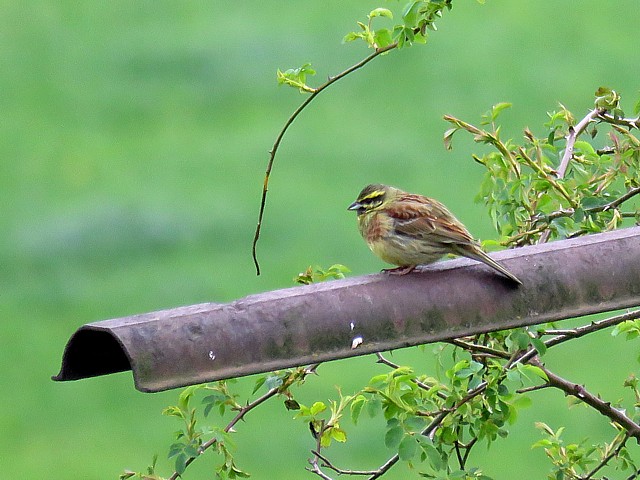 Bruant zizi, emberiza cirlus