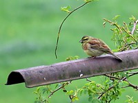 Bruant zizi dans le vignoble