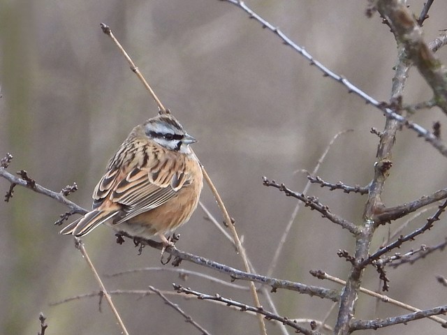 Bruant fou, emberiza cia