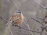 Bruant fou, emberiza cia