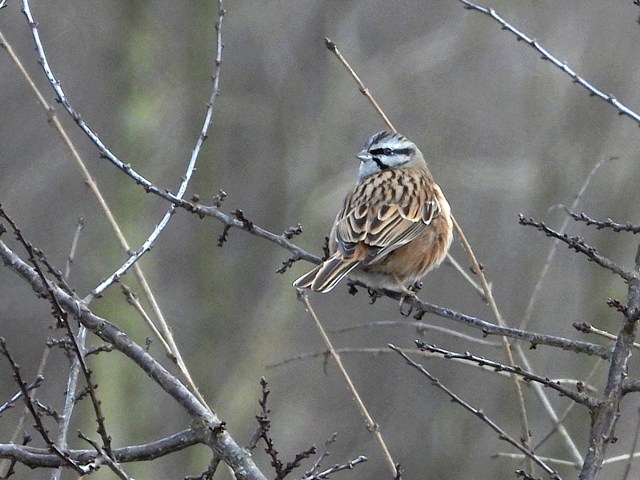 Bruant fou, emberiza cia