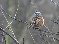 Bruant fou, emberiza cia