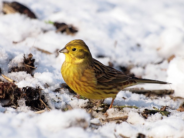 Bruant jaune en hiver