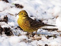 Bruant jaune, emberiza citrinella