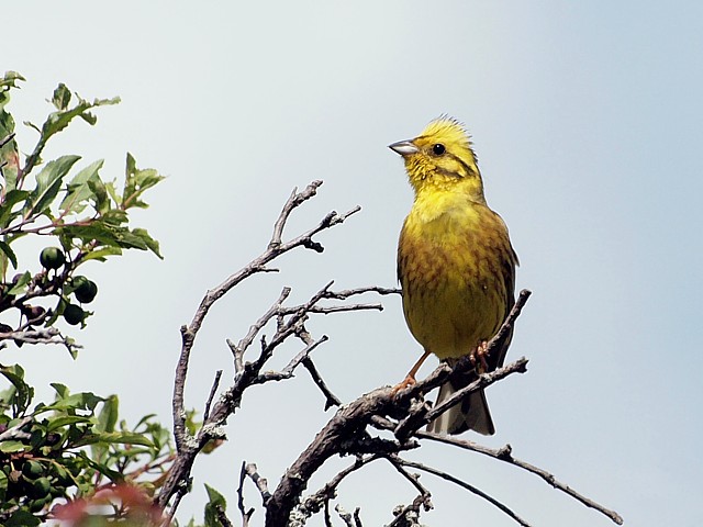 Mle bruant jaune