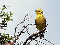 Mâle bruant jaune