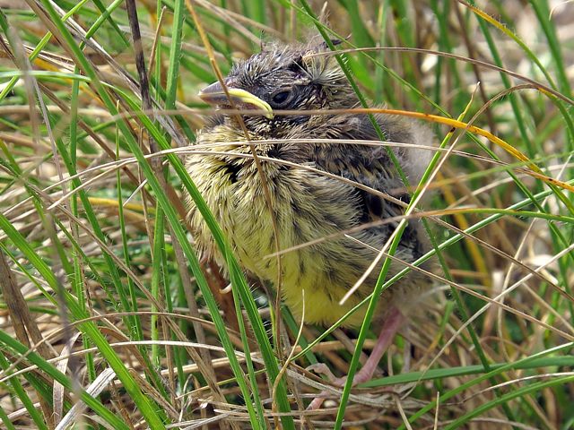 Poussin bruant jaune