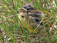 Poussin bruant jaune