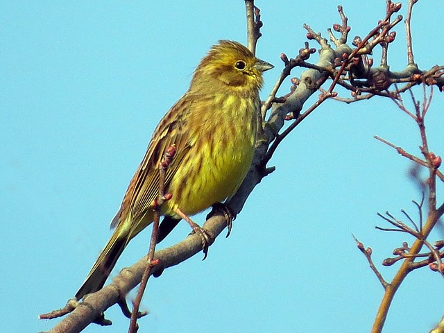 Bruant jaune, emberiza citrinella