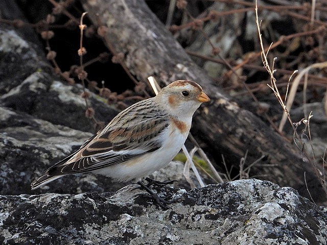 Bruant des neiges, plectrophenax nivalis