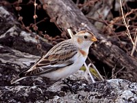 Bruant des neiges, plectrophenax vivalis