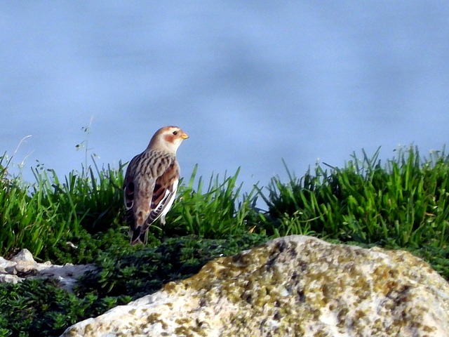 Bruant des neiges, plectrophenax nivalis